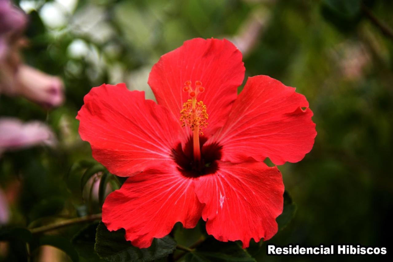 Vila Residencial Hibiscos - Vista Mar Garopaba Exteriér fotografie